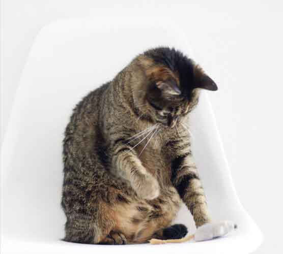 轰炸电话网页版